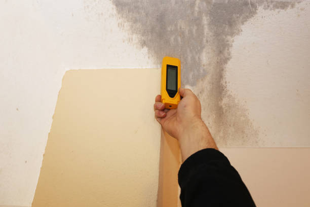 Best Water Damage & Mold Remediation  in Silver Springs, FL