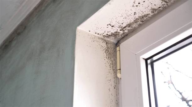 Best Mold Removal for HVAC Installations  in Silver Springs, FL