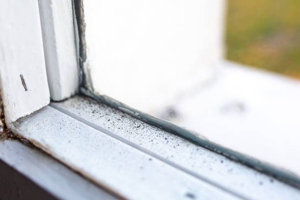Best Black Mold Removal  in Silver Springs, FL