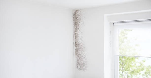 Best Mold Remediation for Healthcare Facilities  in Silver Springs, FL